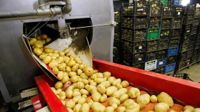 Холдинговая компания из Татарстана займётся картофелеводством